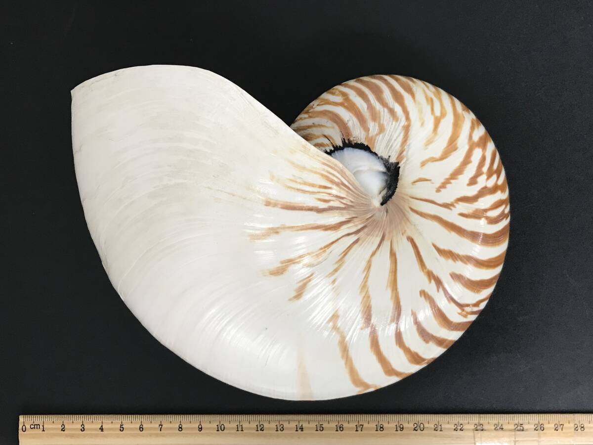 N231 貝殻 標本 オオムガイ 貝 約195㎜ 約165㎜_画像2