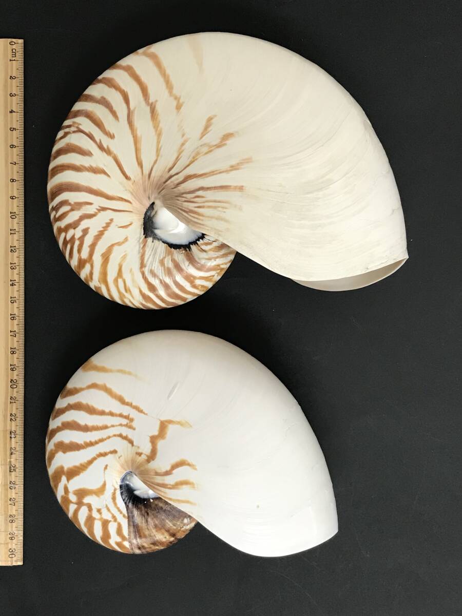 N231 貝殻 標本 オオムガイ 貝 約195㎜ 約165㎜_画像1