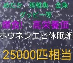 送料無料!　めだか爆食！高栄養価　ホウネンエビ　休眠乾燥卵　約25000匹相当　取説付　グッピー　金魚熱帯魚　ミジンコ　メダカ　針子餌_画像1