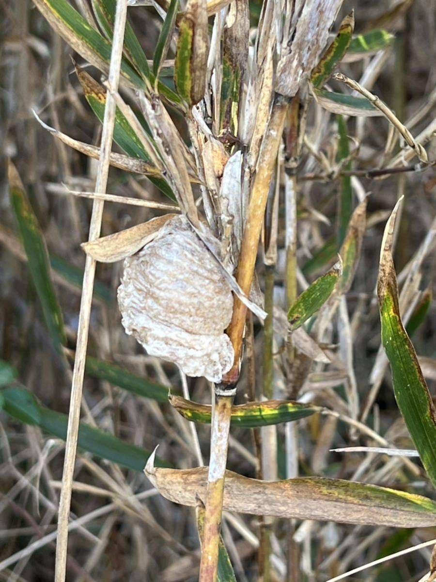 ☆オオカマキリの卵 10個　天然採取　茨城県産　カマキリ☆定形外郵便全国一律120円_画像1