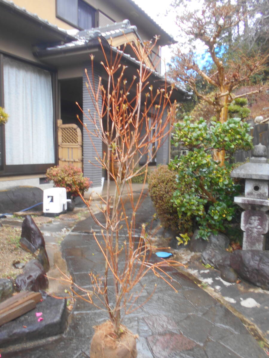 希少ミツバ　☆　小町ミツバツツジ　☆　花付き最高のボリューム株 　流通少ない貴重なお品　注　画像1-2は参考画像_画像3