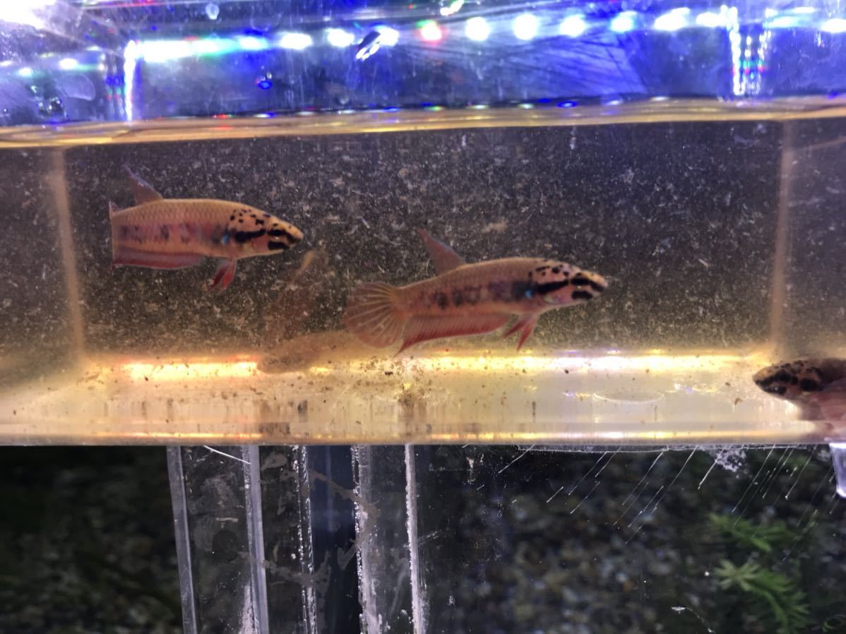  great special price! Indonesia flight WILD betta rublaa che production 3-4cm pair 