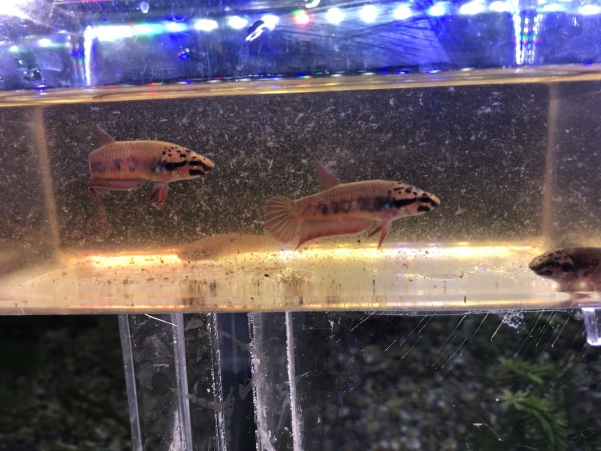  great special price! Indonesia flight WILD betta rublaa che production 3-4cm pair 