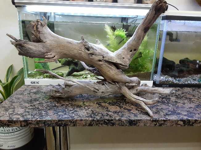 *** driftwood aquarium air plant kokelium reptiles me Dakar shrimp ***