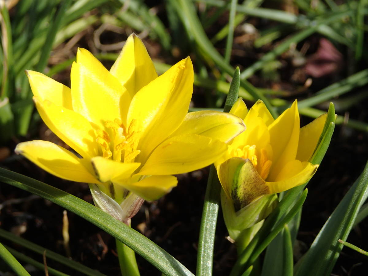 ノトスコルダム・セロウィアム（黄色ハナニラ）9cmポット苗　1個　花つぼみ有　＃A_（参考）開花の様子