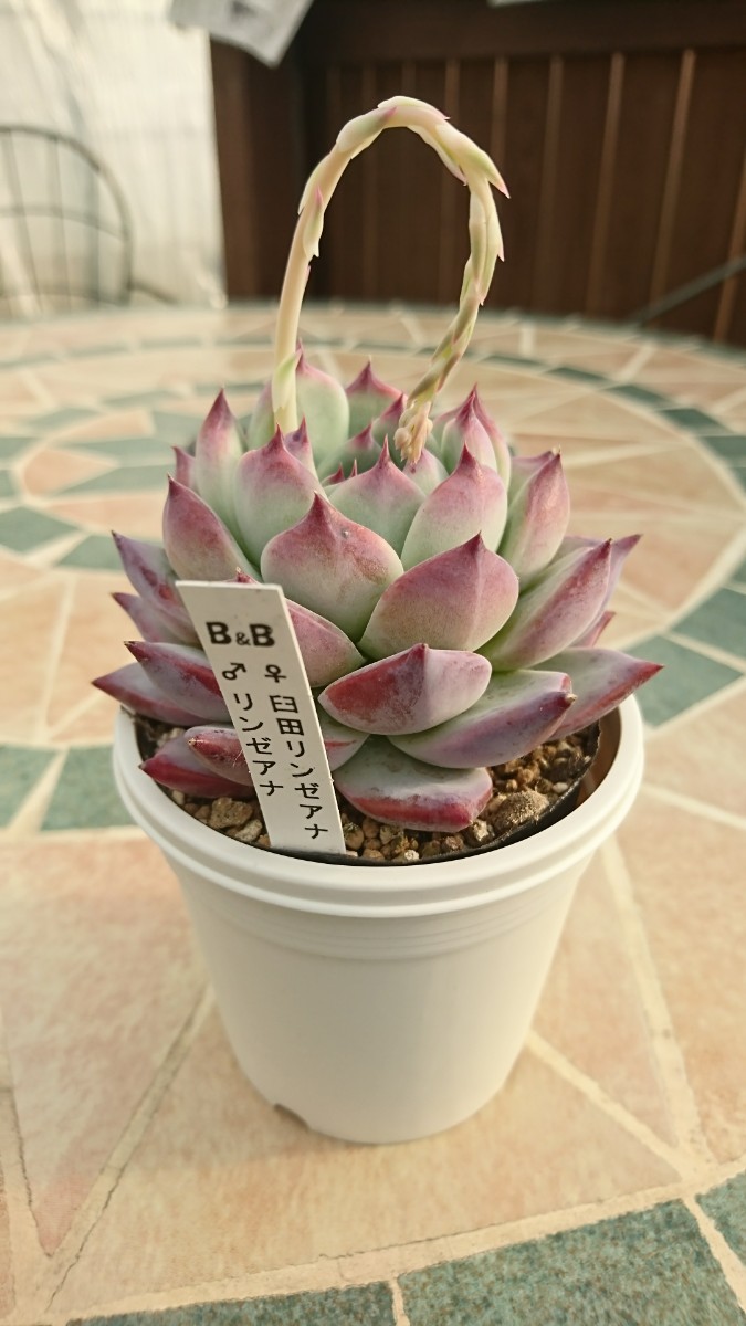 Yahoo!オークション - 多肉植物 臼田リンゼアナXリンゼアナ ぼの Yahoo!オークション - 多肉植物 臼田リンゼアナXリンゼアナ ぼの