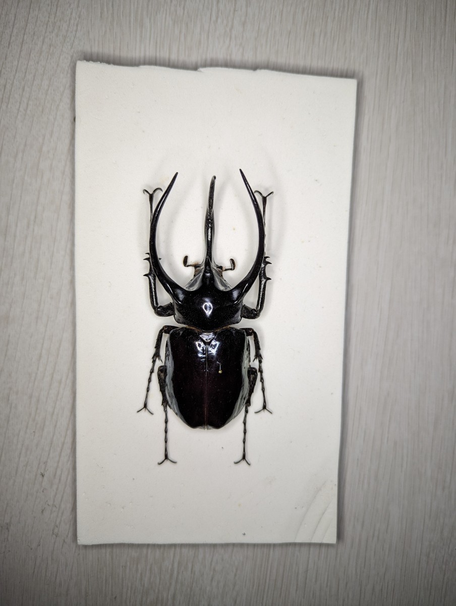 【昆虫標本】フィリピンアトラスオオカブト 104.5mm_画像1