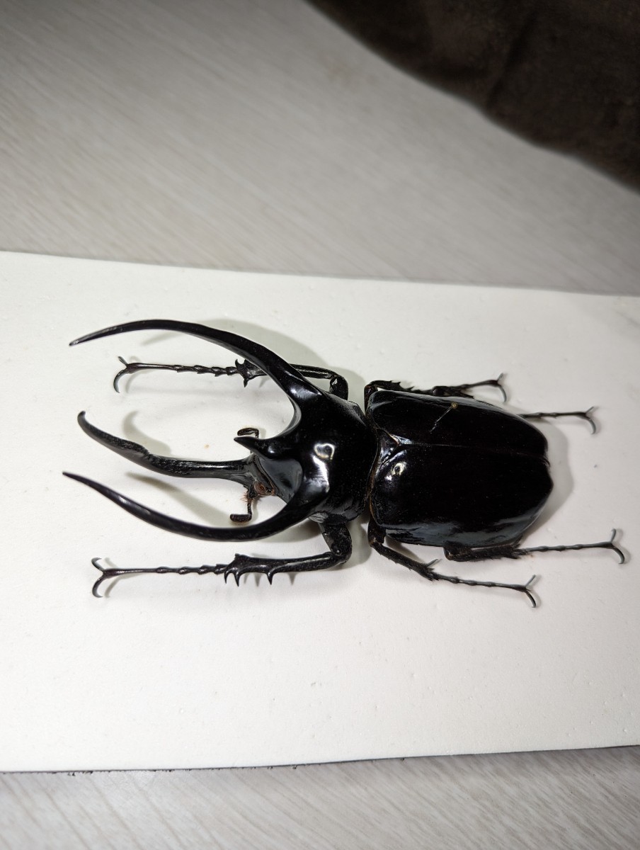 【昆虫標本】フィリピンアトラスオオカブト 104.5mm_画像2