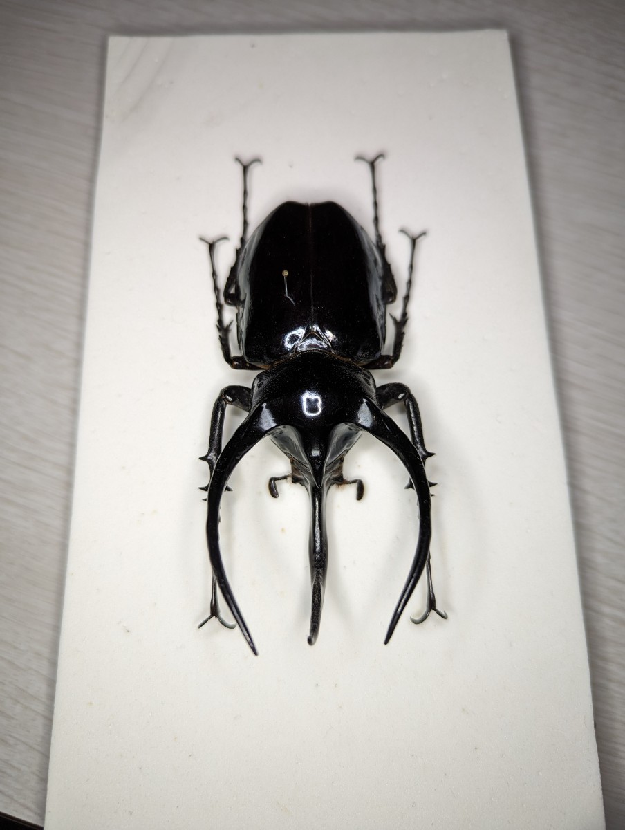 【昆虫標本】フィリピンアトラスオオカブト 104.5mm_画像3