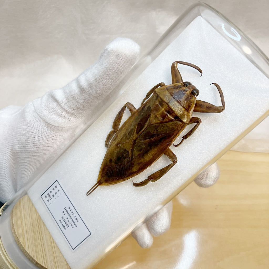 【昆虫標本】タイワンタガメ ガラスケース入り 昆虫標本】タイワンタガメ ガラスケース入り|Yahoo!フリマ(旧