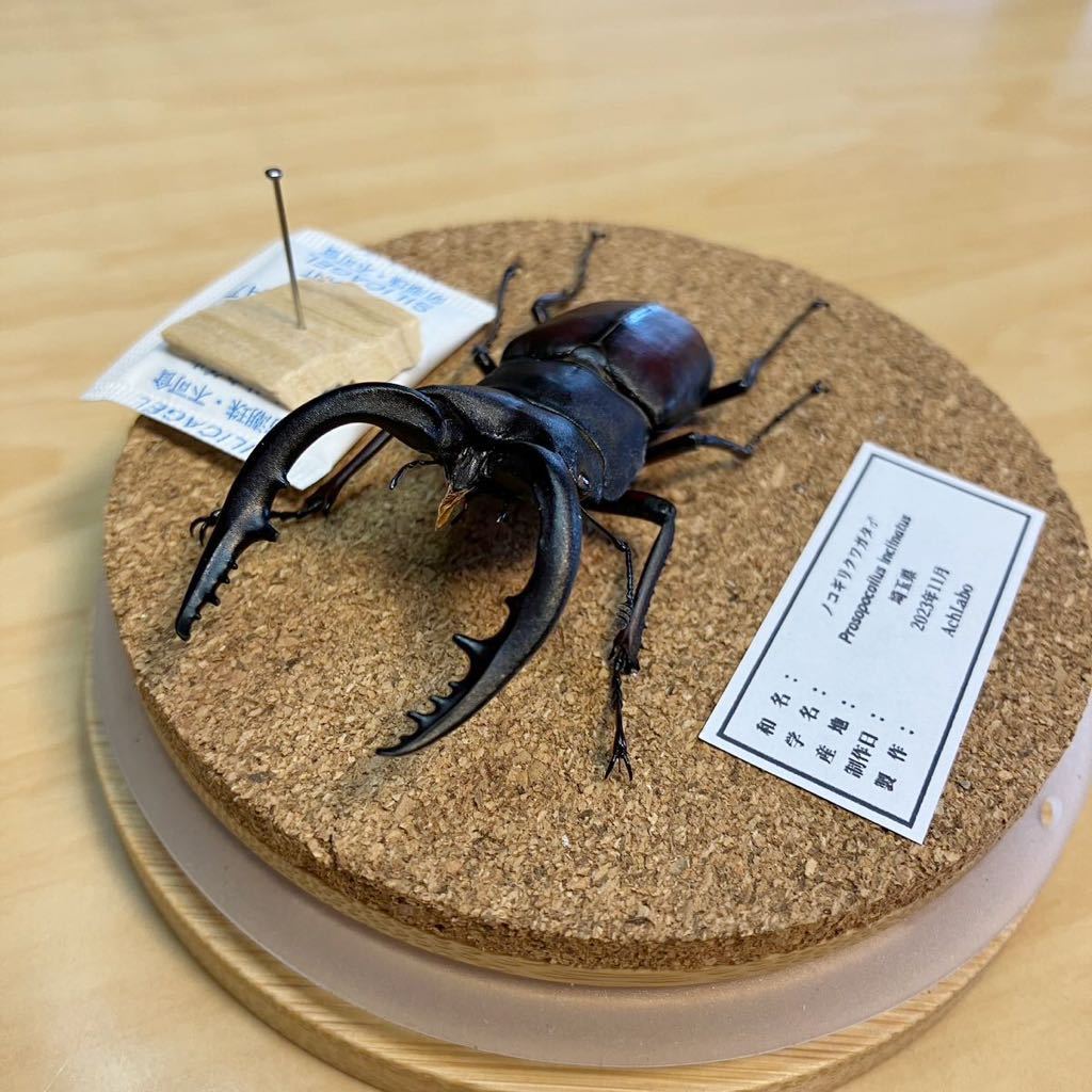 即出荷】 昆虫標本】ノコギリクワガタ 立体標本 ガラスケース 即出荷】 昆虫標本】ノコギリクワガタ 立体標本 ガラスケース