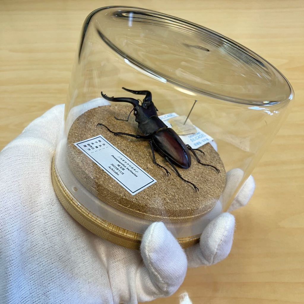 昆虫標本】ノコギリクワガタ 立体標本 ガラスケース入り|Yahoo 昆虫標本】ノコギリクワガタ 立体標本 ガラスケース入り|Yahoo