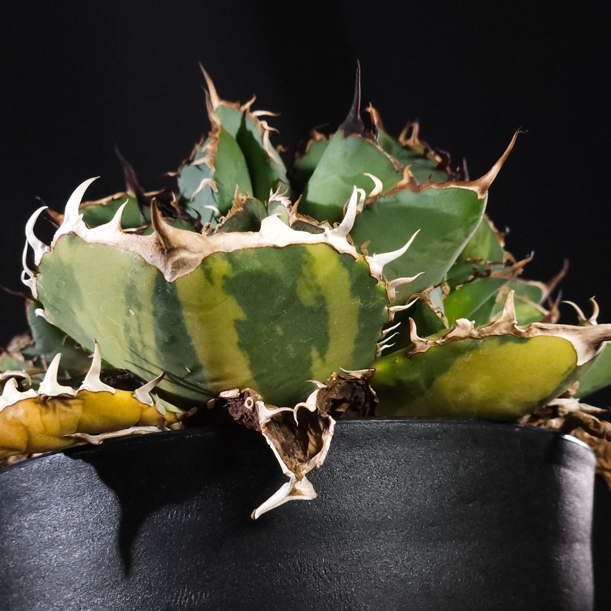 Yahoo!オークション - 子株 スイカ 縞斑 アガベ チタノタ (Agave Yahoo!オークション - 子株 スイカ 縞斑 アガベ チタノタ (Agave