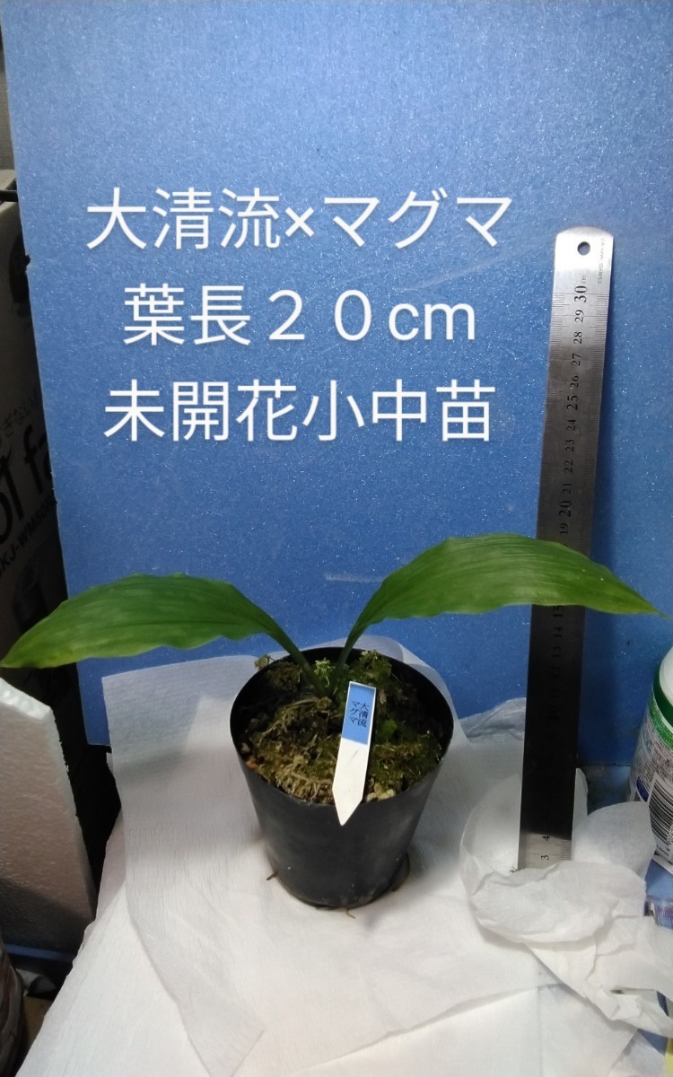 颯　　大清流×マグマ　未開花小中苗　６０（えびね・エビネ・春蘭・寒蘭・山野草 )_お届け商品です