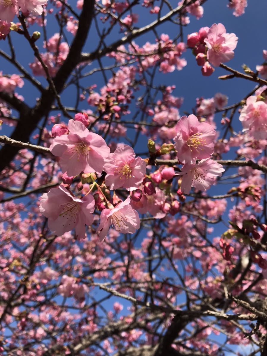 18　河津桜　実生　新種になる可能性も　盆栽　桜　さくら　サクラ_画像1