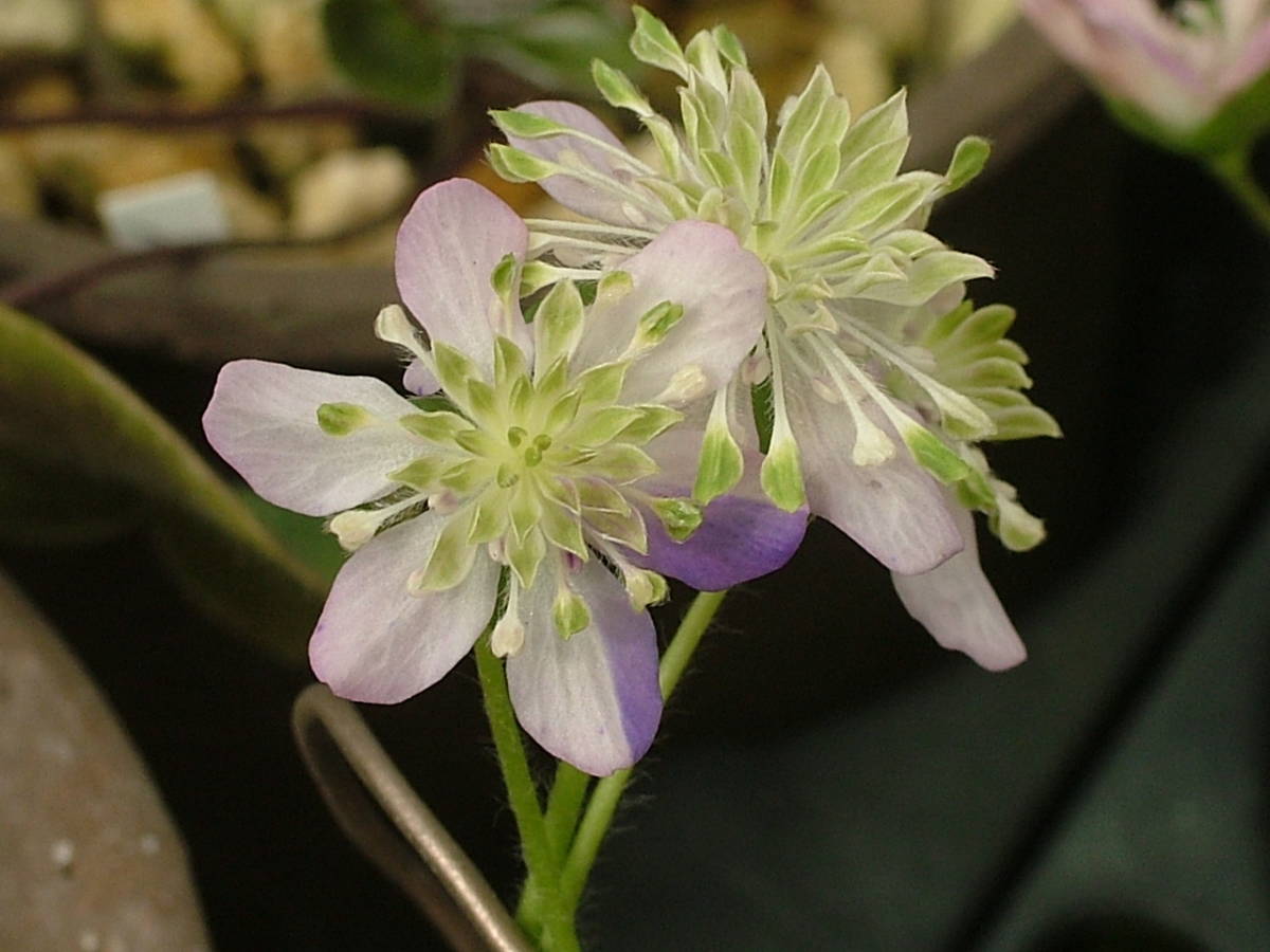 ★　雪割草　　三段咲　　【伊達錦】　　大1芽頭割れ花上がり潜り芽１芽　★_当方での開花