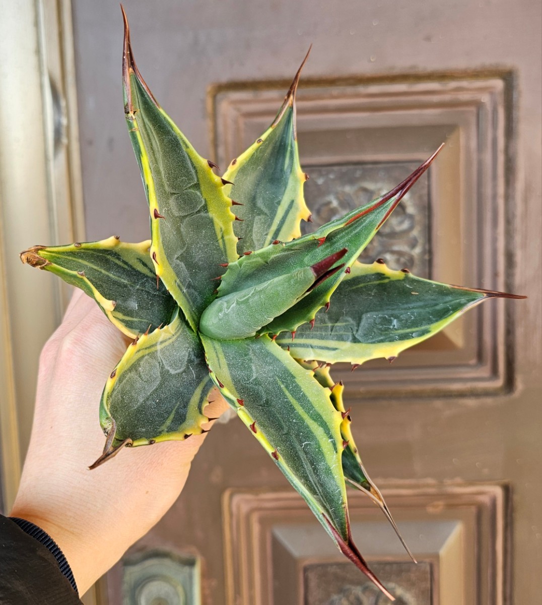 Yahoo!オークション - ティファニー 国内初 モンタナ 検(agave Yahoo!オークション - ティファニー 国内初 モンタナ 検(agave