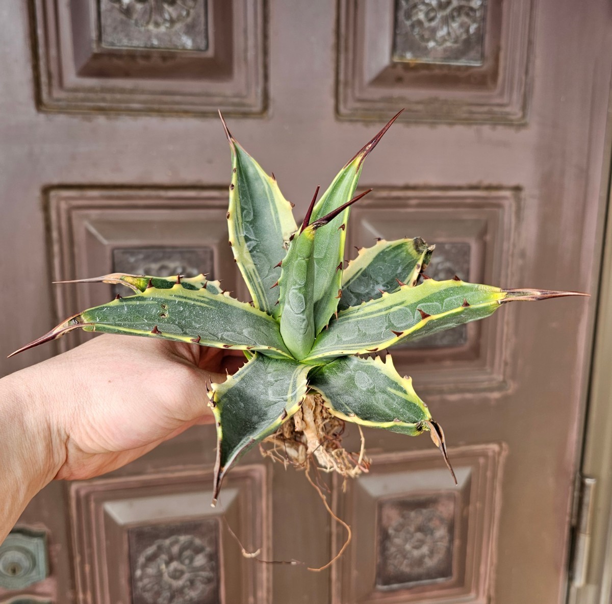 Yahoo!オークション - ティファニー 国内初 モンタナ 検(agave Yahoo!オークション - ティファニー 国内初 モンタナ 検(agave