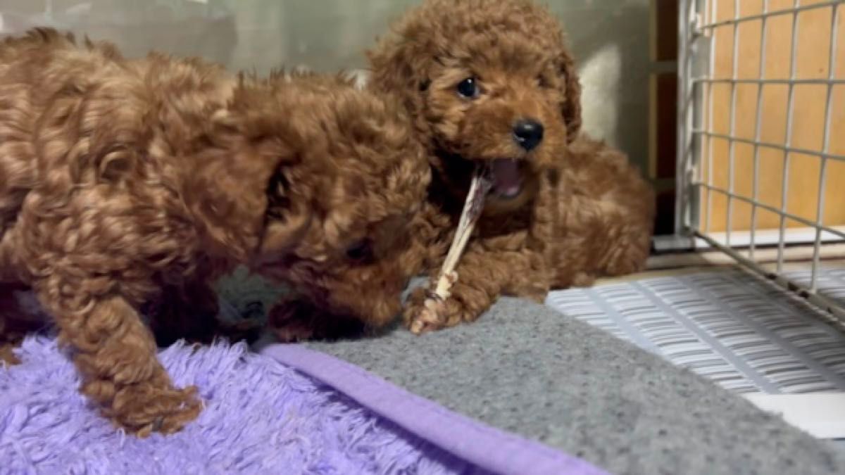 ★ワンちゃんのストレス発散に★鹿の骨 犬用 ガム 100g以上 小型犬〜中型犬用