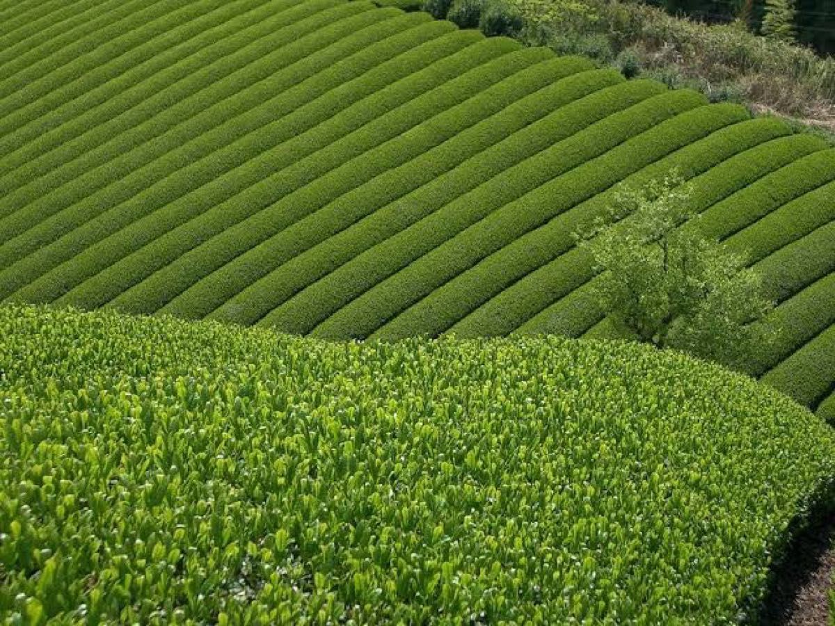 中尾農園　奈良県産　大和茶　かりがね　玄米茶　ほうじ茶 