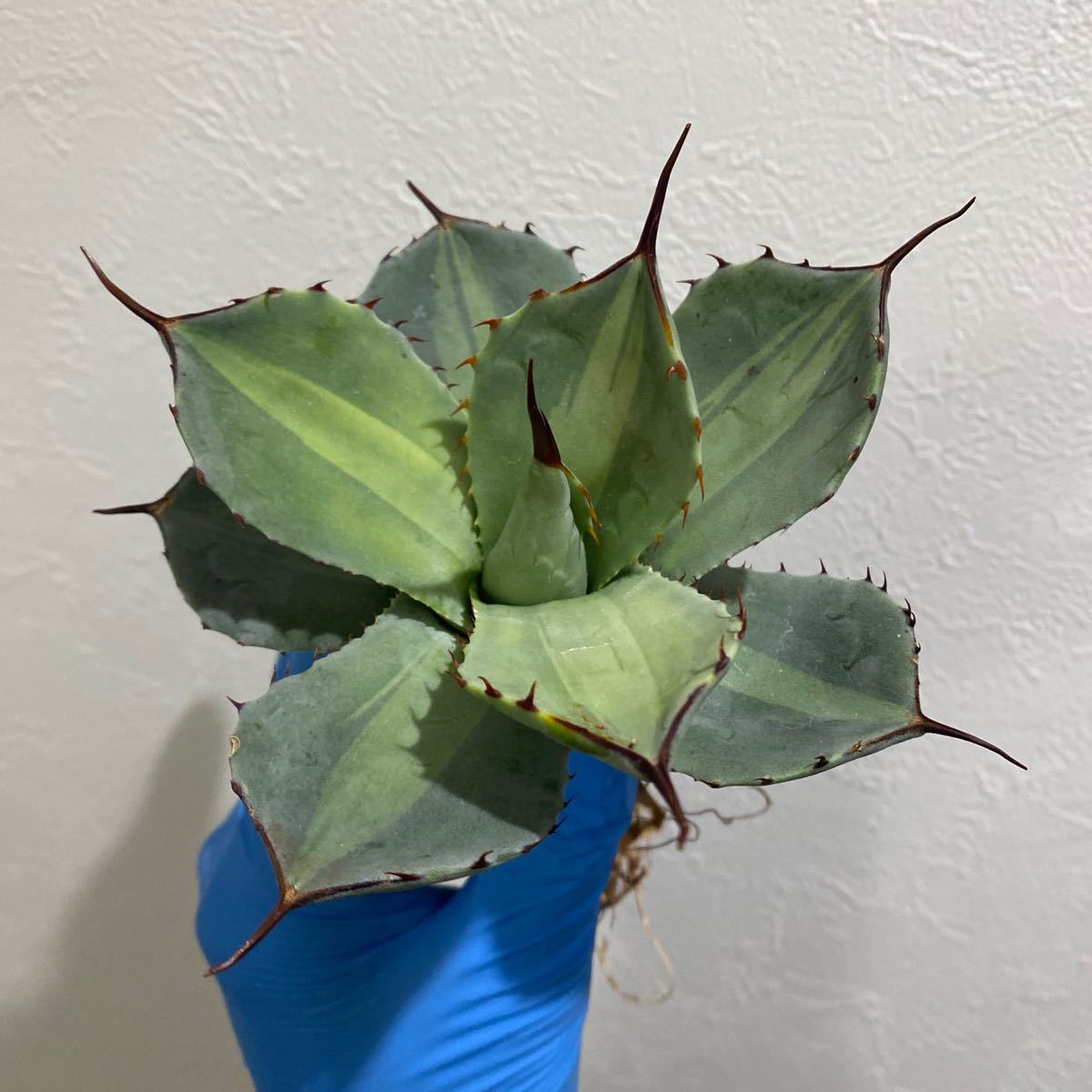 Yahoo!オークション - Agave parryi ssp.truncata'Jackpot Yahoo!オークション - Agave parryi ssp.truncata'Jackpot