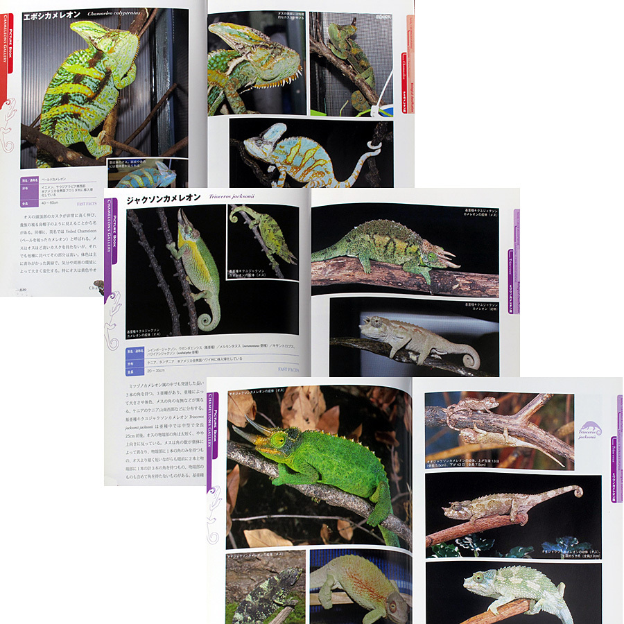  chameleon -. insect * amphibia Perfect guide l color illustrated reference book & breeding guide kind another raw . guide breeding environment setting feed connection . person breeding law reptiles 