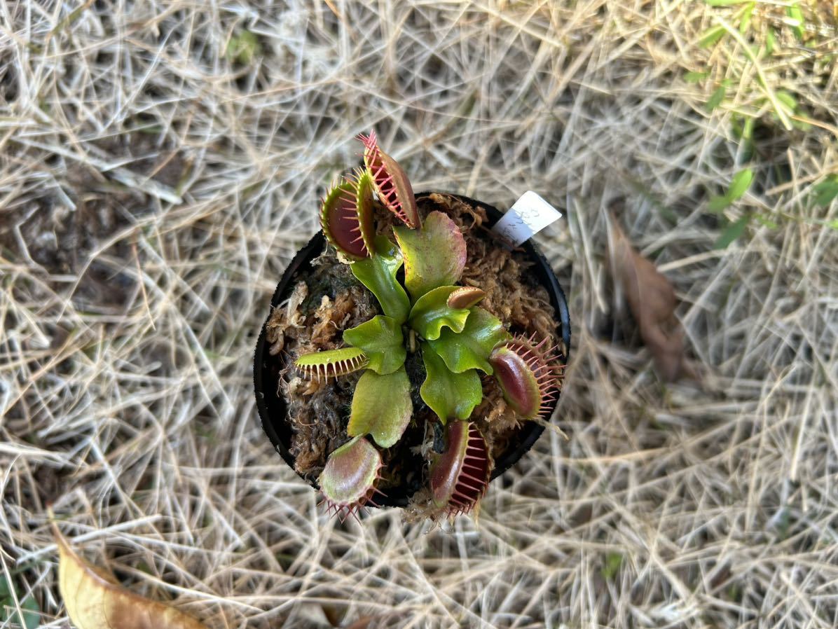 Dionaea muscipula ハエトリソウ 食虫植物_画像5