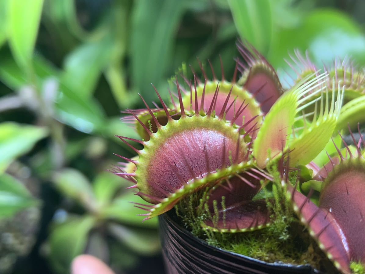 Dionaea muscipula ハエトリソウ 食虫植物_画像4