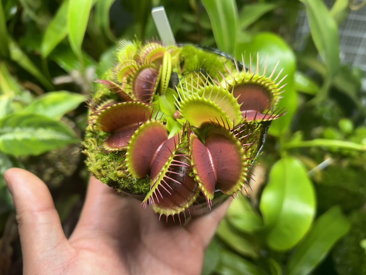 Dionaea muscipula ハエトリソウ 食虫植物 2_画像1