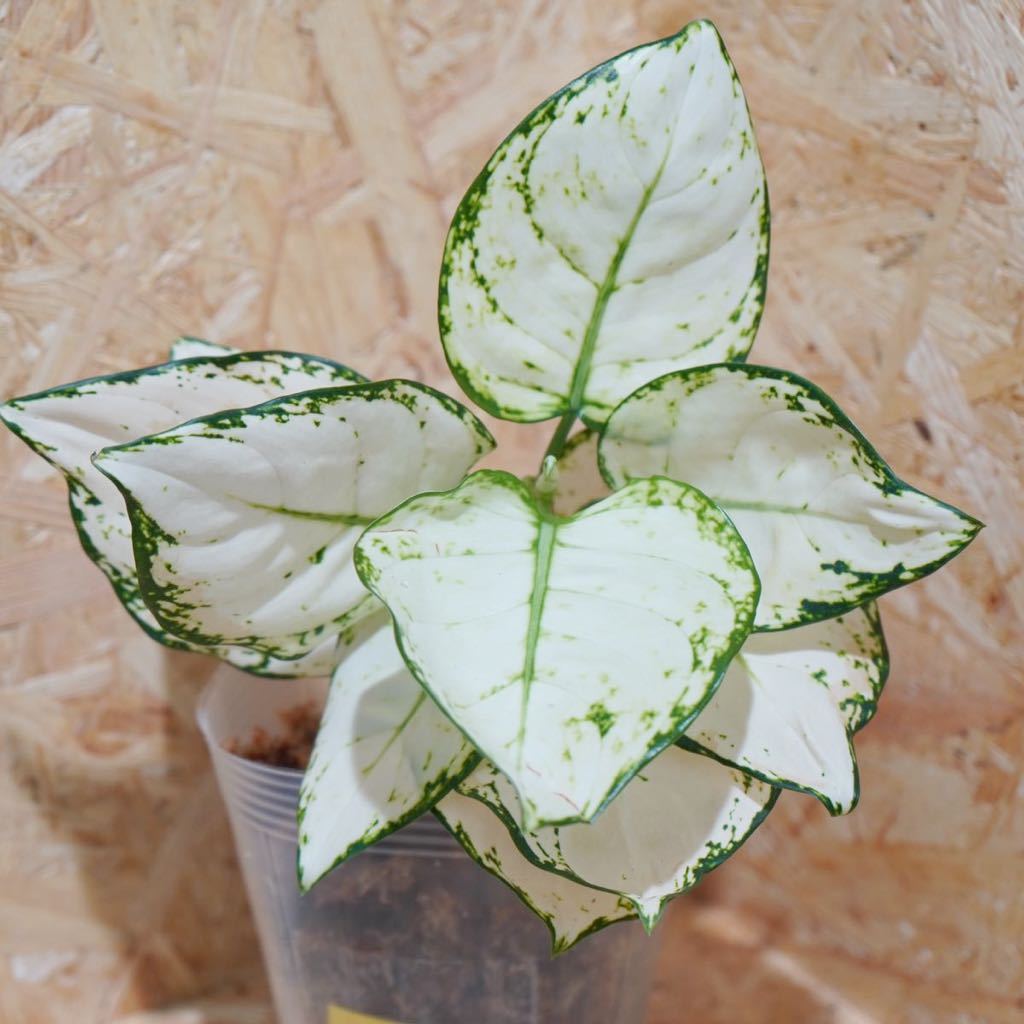 希少種　C-36 aglaonema super white/アグラオネマ　スーパーホワイト【斑入り植物】《eba Plants》　　_画像1