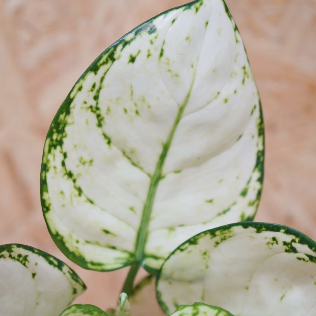 希少種　C-36 aglaonema super white/アグラオネマ　スーパーホワイト【斑入り植物】《eba Plants》　　_画像3