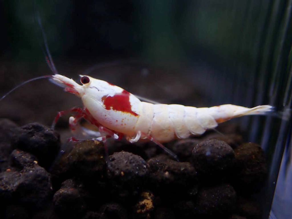 ■30匹■レッドビーシュリンプモスラ/1〜1.2cm☆綺麗な個体を選別いたします☆《eba shrimp 》の画像1