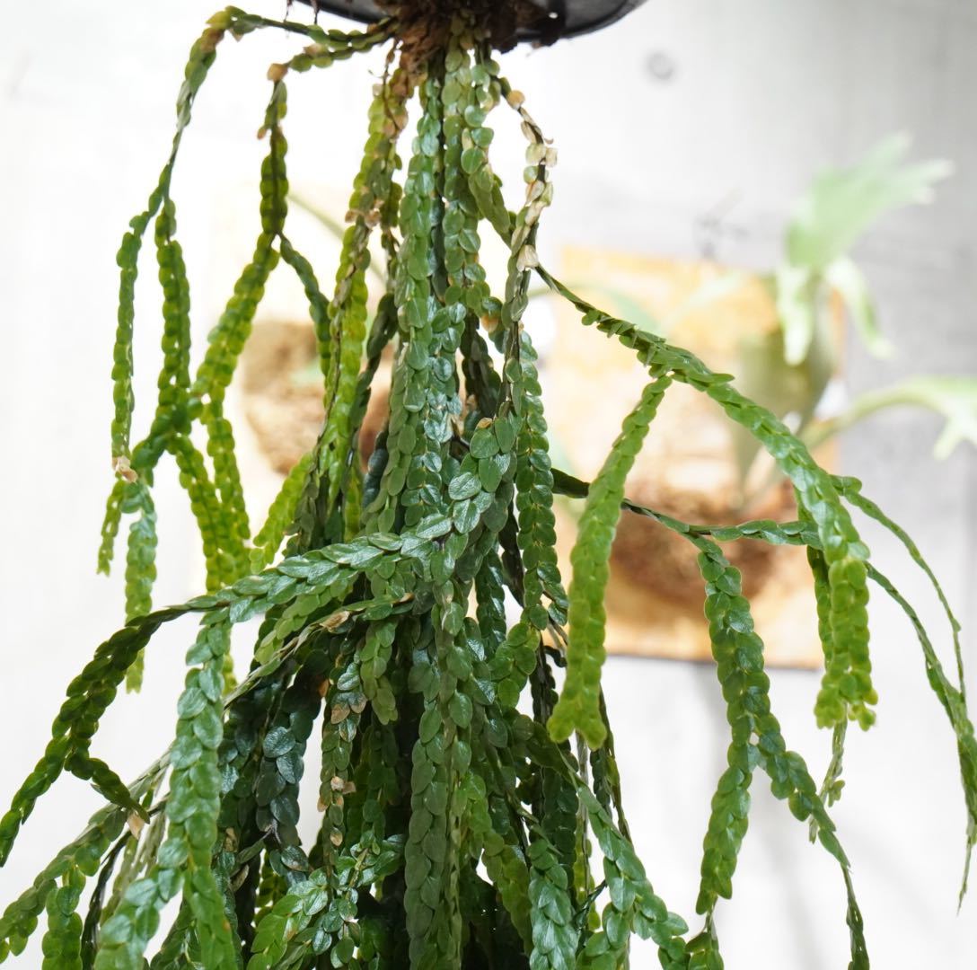 No.112 フペルジア・ヌンムラリフォリア　吊り60㎝/Huperzia nummulariifolia /ヒカゲノカズラ《eba Plants》　　_画像4