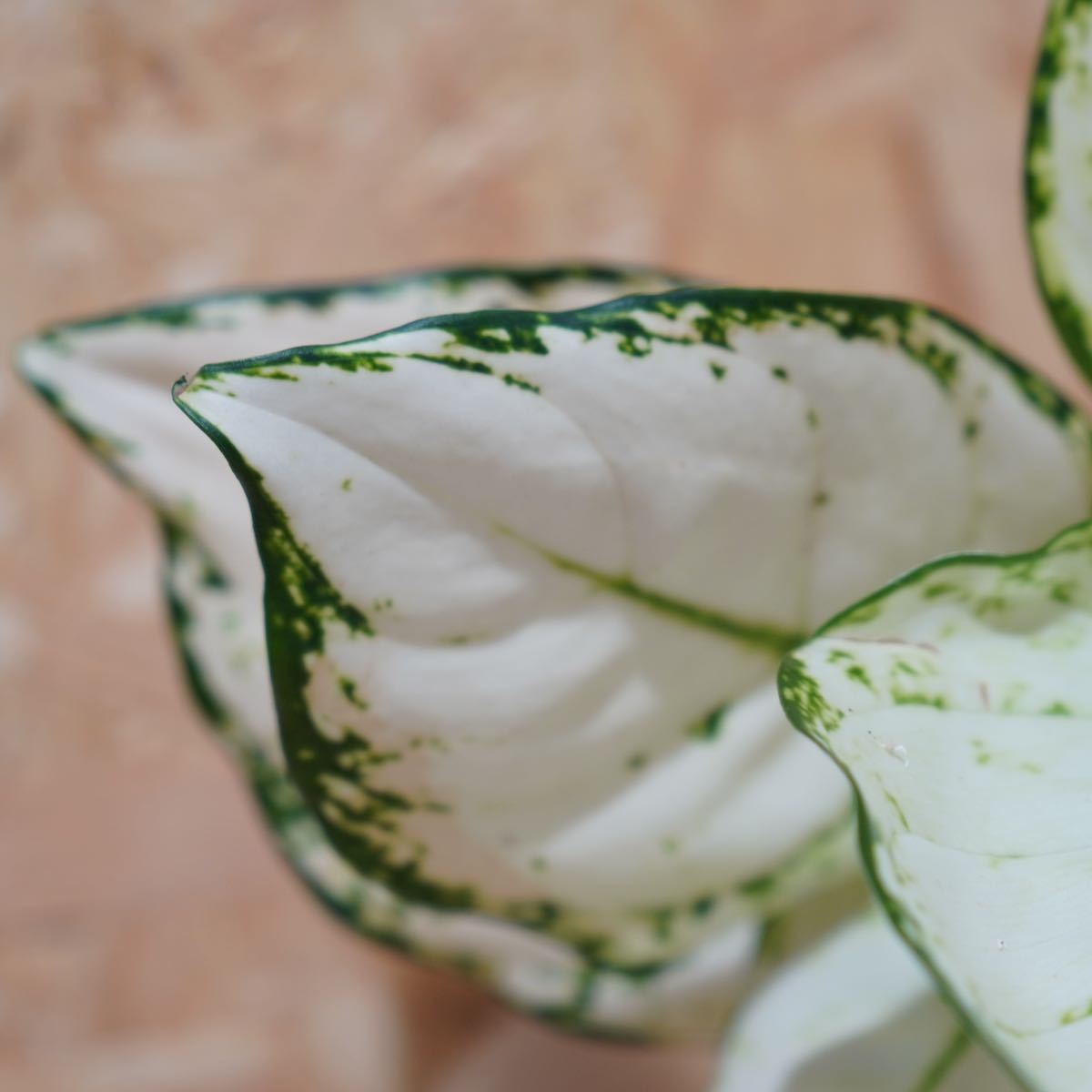 希少種　C-36 aglaonema super white/アグラオネマ　スーパーホワイト【斑入り植物】《eba Plants》　　_画像5