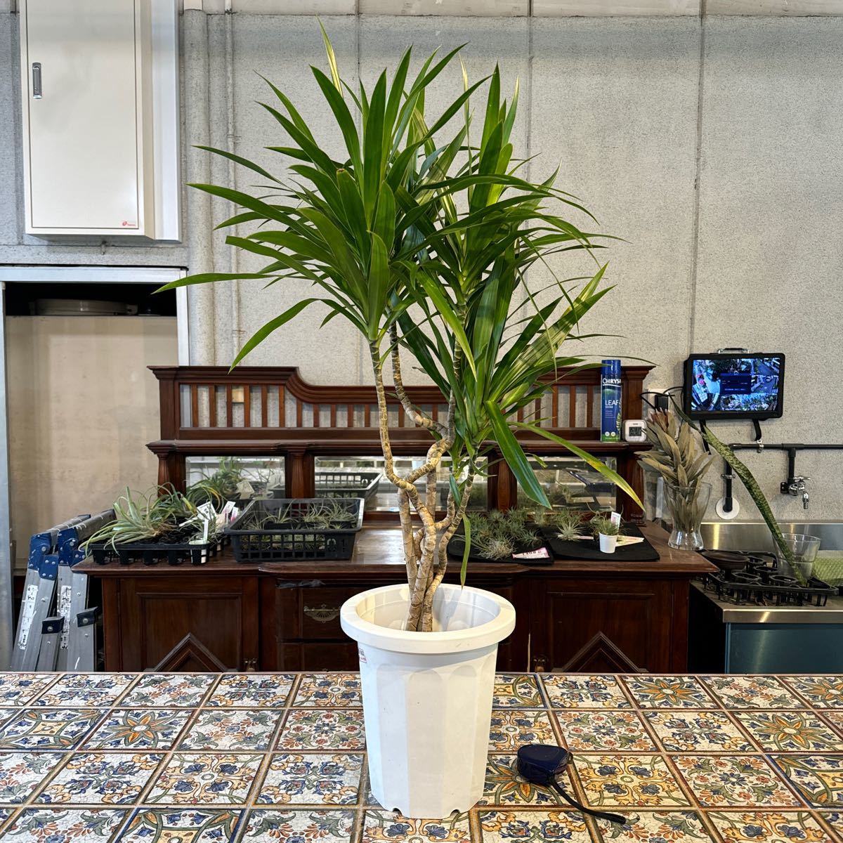 ドラセナ　ナビー　8号　希少種　観葉植物　鉢底から約101cm 2月19日撮影現品　豊中市より出品　同梱発送困難