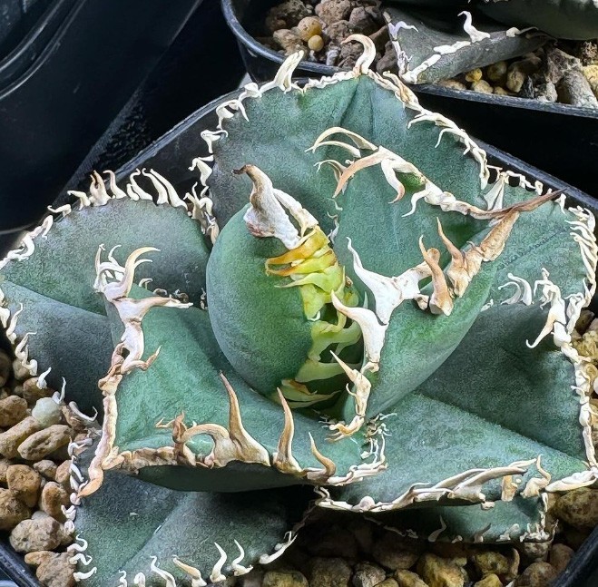 Yahoo!オークション - A352多肉植物 アガベ チタノタ 金剛 Yahoo!オークション - A352多肉植物 アガベ チタノタ 金剛