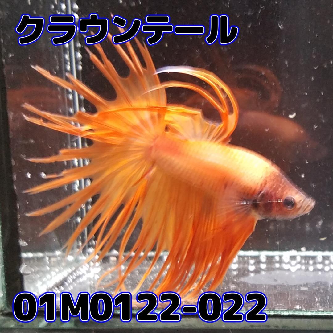 ベタ　クラウンテール　オス　オレンジ　01M0122-022　熱帯魚　生体_画像2