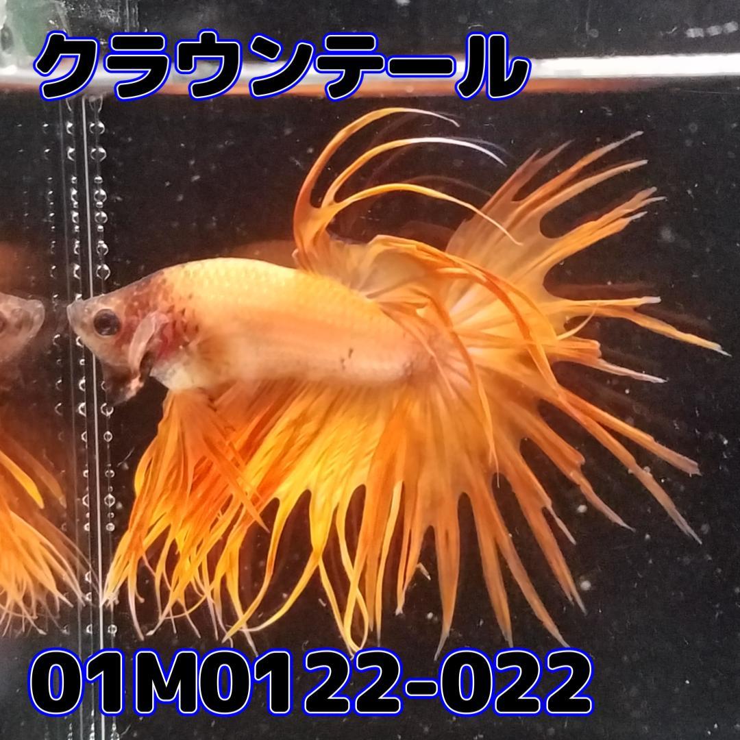 ベタ　クラウンテール　オス　オレンジ　01M0122-022　熱帯魚　生体_画像1