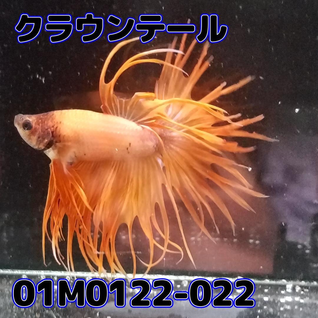 ベタ　クラウンテール　オス　オレンジ　01M0122-022　熱帯魚　生体_画像3