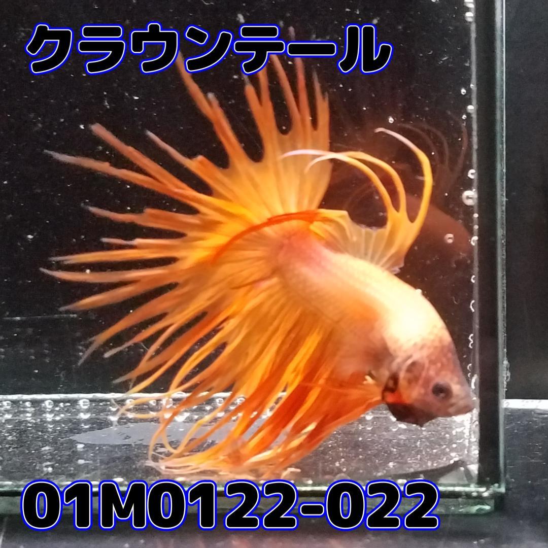 ベタ　クラウンテール　オス　オレンジ　01M0122-022　熱帯魚　生体_画像4