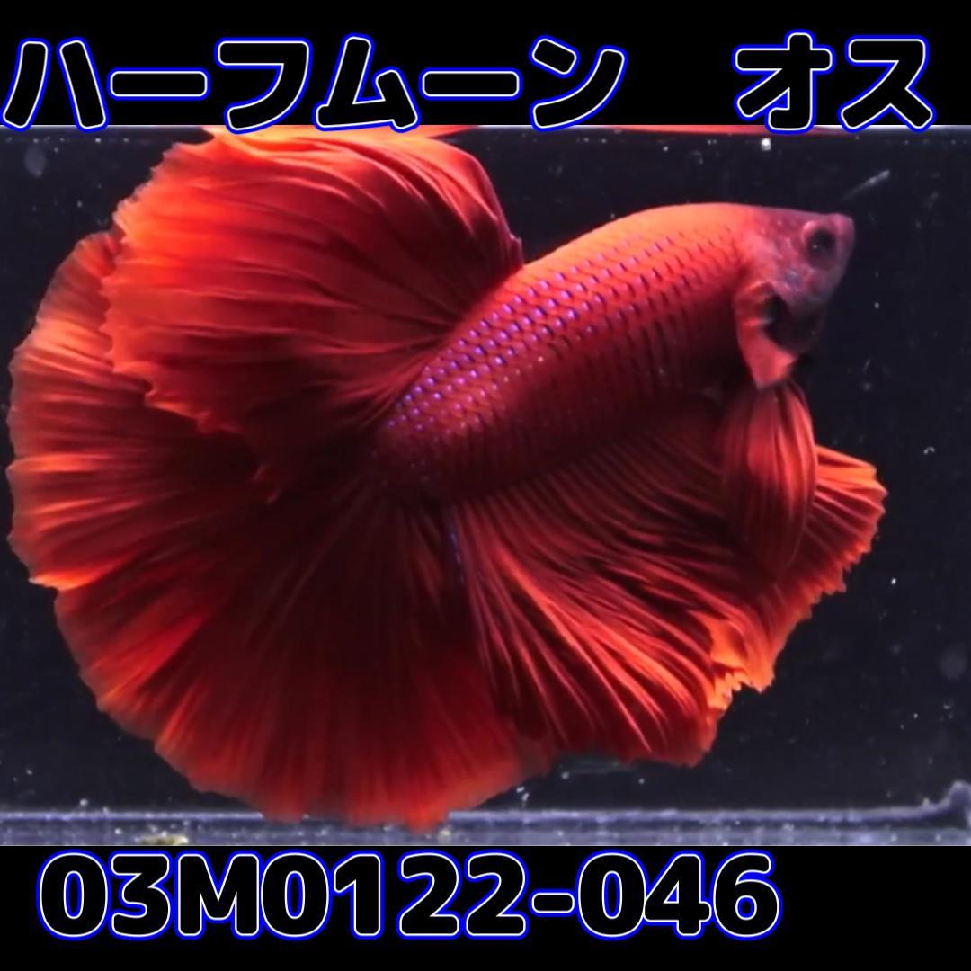 ベタ　ショーベタ　オス　スーパーレッド　03M0122-046　ハーフムーン　生体　熱帯魚_画像4