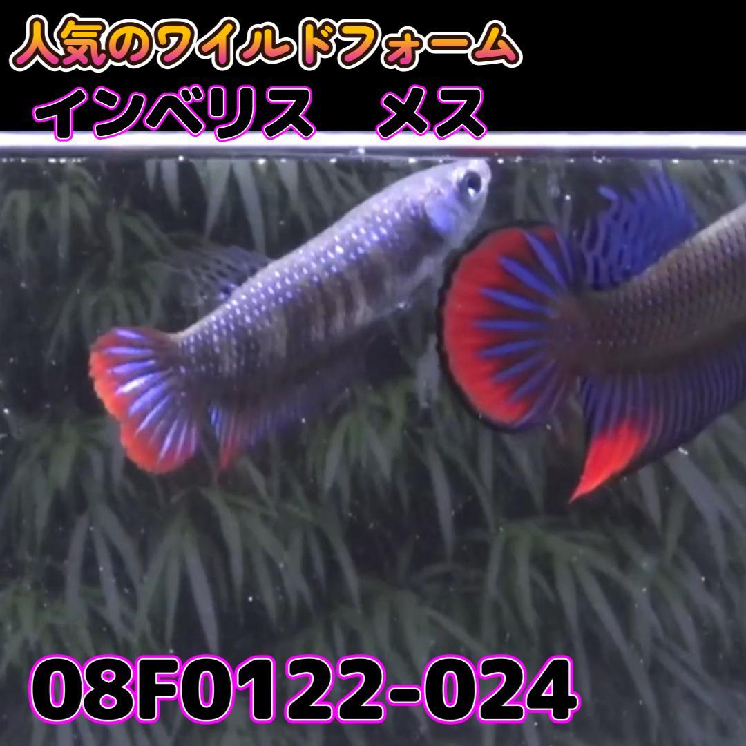 ベタ　ワイルド　メス　インベリス　08F0122-024　熱帯魚　生体_画像2