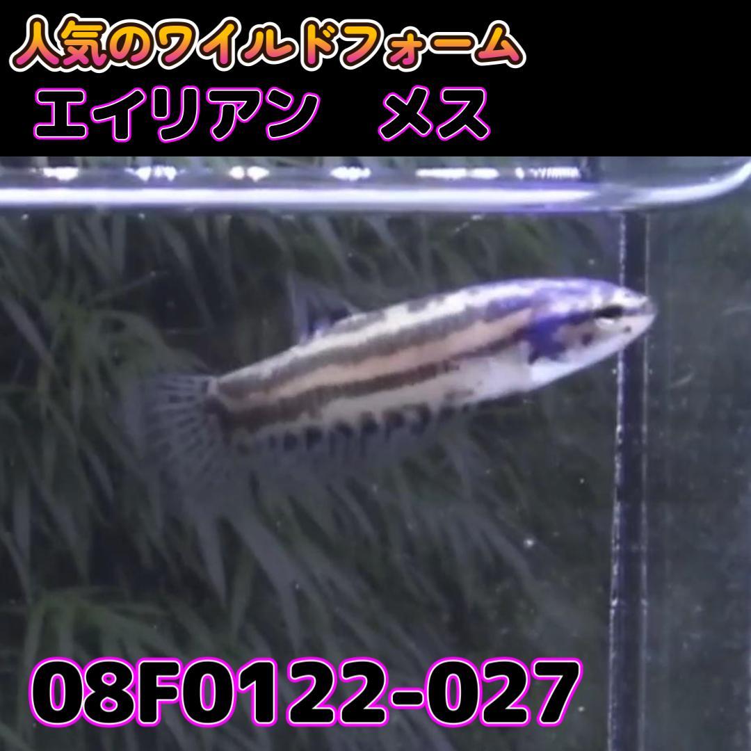 ベタ　ワイルド　メス　エイリアン　08F0122-027　熱帯魚　生体_画像2