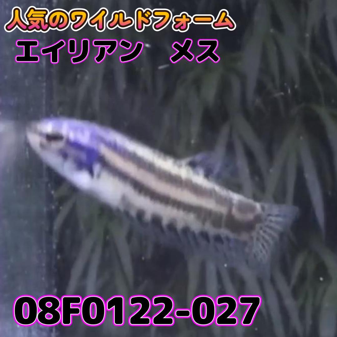 ベタ　ワイルド　メス　エイリアン　08F0122-027　熱帯魚　生体_画像3