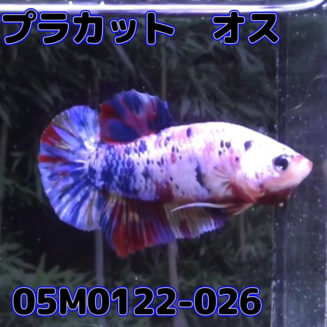 ベタ　プラカット　オス　ファンシー　05M0122-026　生体　熱帯魚_画像4