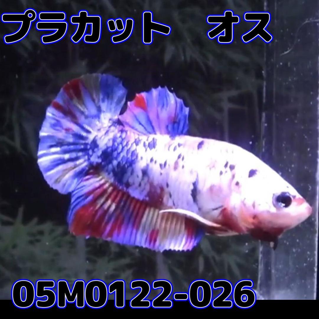 ベタ　プラカット　オス　ファンシー　05M0122-026　生体　熱帯魚_画像2