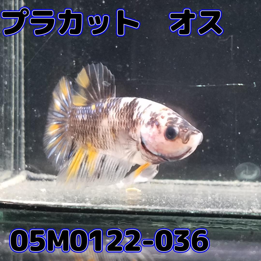 ベタ　プラカット　オス　イエローファンシー　05M0122-036　生体　熱帯魚_画像4