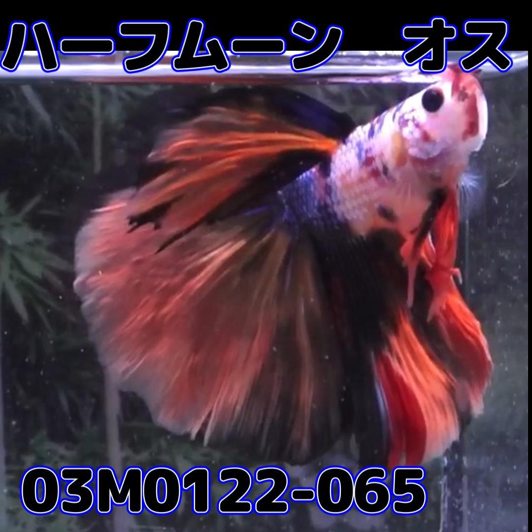 ベタ　ショーベタ　オス　コイカラー　03M0122-065　ハーフムーン　生体　熱帯魚_画像4