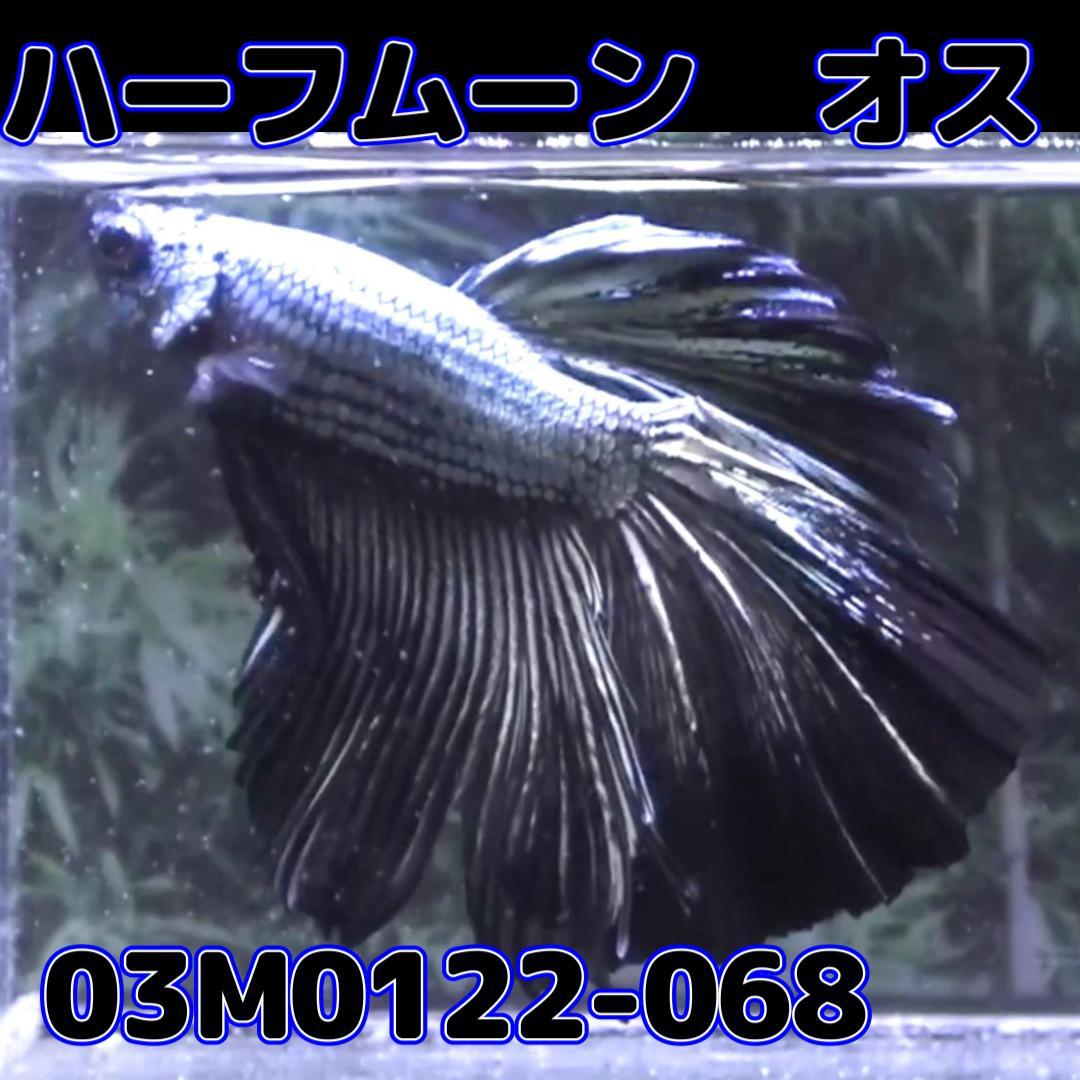 ベタ ショーベタ オス ブラックカッパー 03M0122-068 ハーフムーン 生体 熱帯魚の画像3