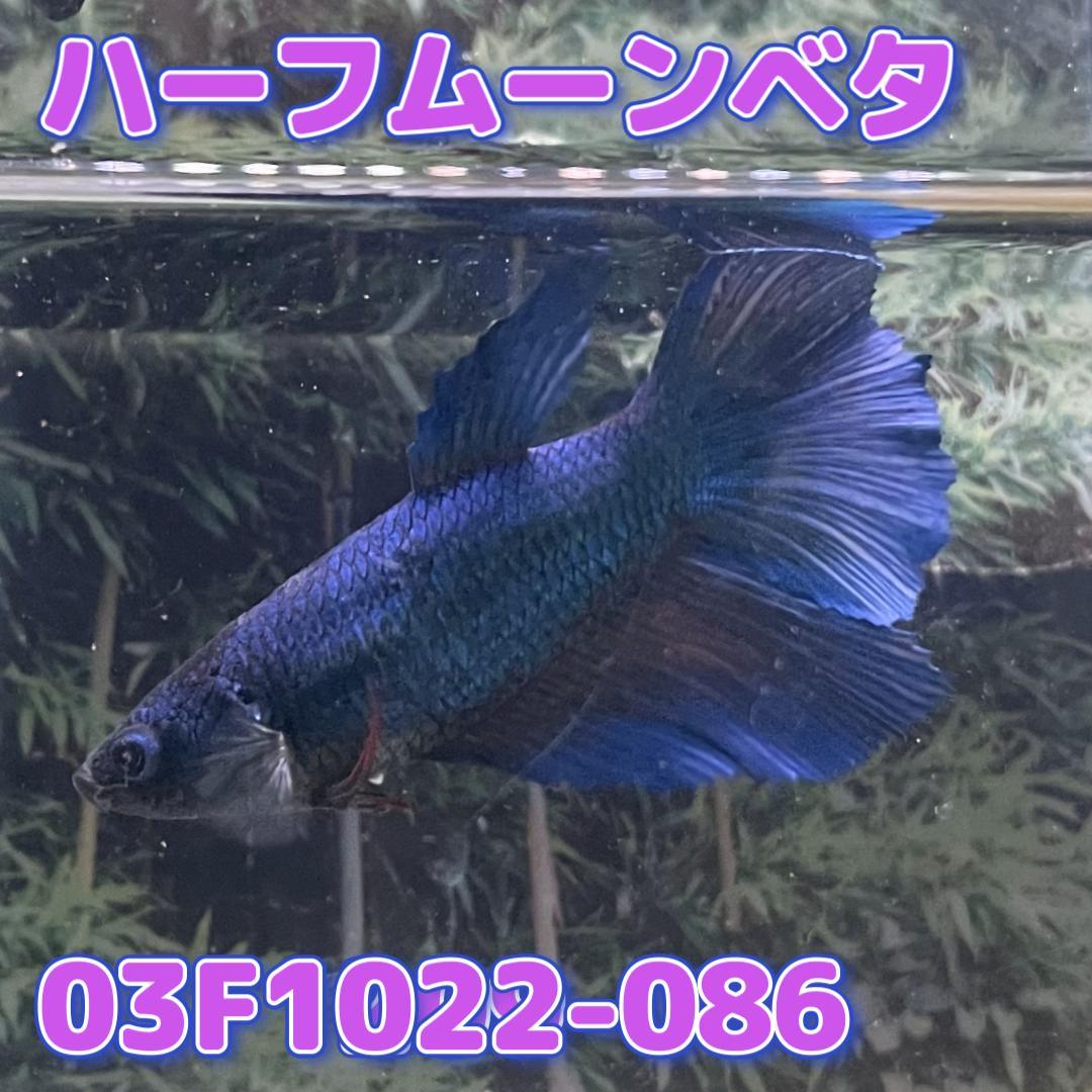 【売尽しSALE】 ベタ　ショーベタ　メス　グリーン　03F1022-086　ハーフムーン　熱帯魚　生体　2480→1780_画像1